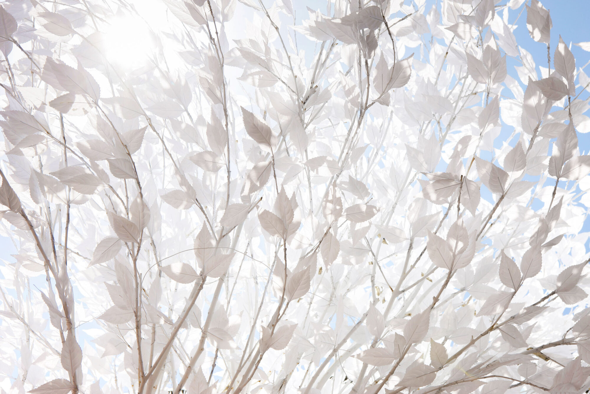 Tokio, Japan, 17. Februar 2009 - Tokio, Hauptstadt von Japan. Blumen, Flowers.

Photo by Daniel Ammann