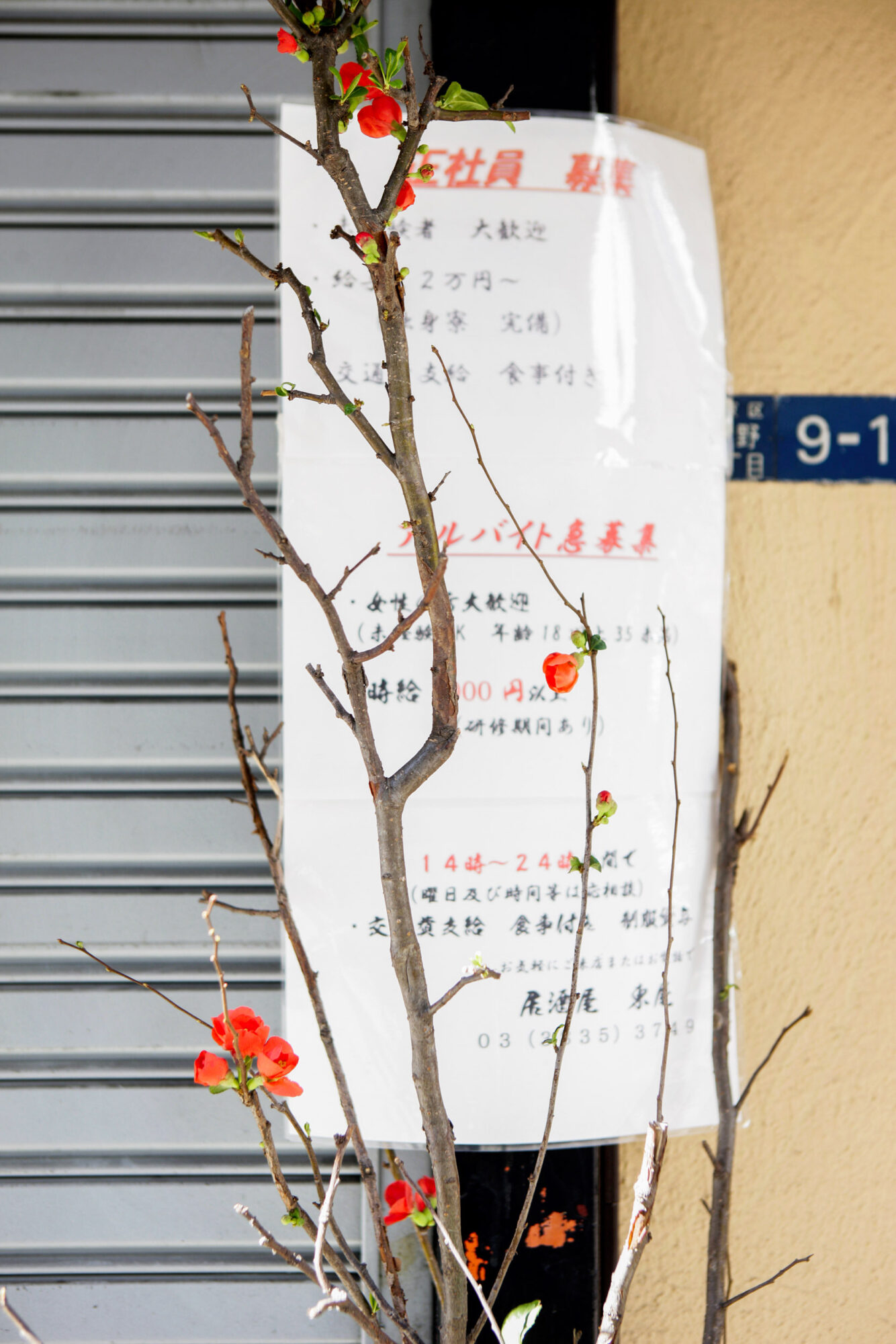 Tokio, Japan, 17. Februar 2009 - Tokio, Hauptstadt von Japan. Blumen, Flowers.

Photo by Daniel Ammann