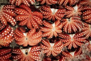 Tokio, Japan, 15. Februar 2009 - Tokio, Hauptstadt von Japan. Fischmarkt.

Photo by Daniel Ammann