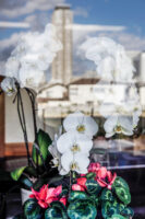 Tokio, Japan, 15. Februar 2009 - Tokio, Hauptstadt von Japan. Blumen, Flower.

Photo by Daniel Ammann