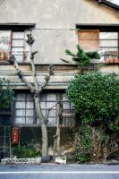 Tokio, Japan, 15. Februar 2009 - Tokio, Hauptstadt von Japan. Baum, Blume, Flower.

Photo by Daniel Ammann