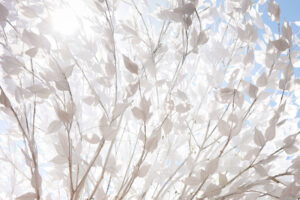 Tokio, Japan, 17. Februar 2009 - Tokio, Hauptstadt von Japan. Blumen, Flowers.

Photo by Daniel Ammann