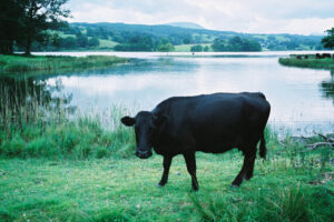 ENGLAND,1.AUGUST02 - Bilder der Reise durch das Koenigreich England von Nadja Tarnutzer und Daniel Ammann. Buchprojekt England 2002. Landschaft und Kuh des Lake District.

photo by Daniel Ammann