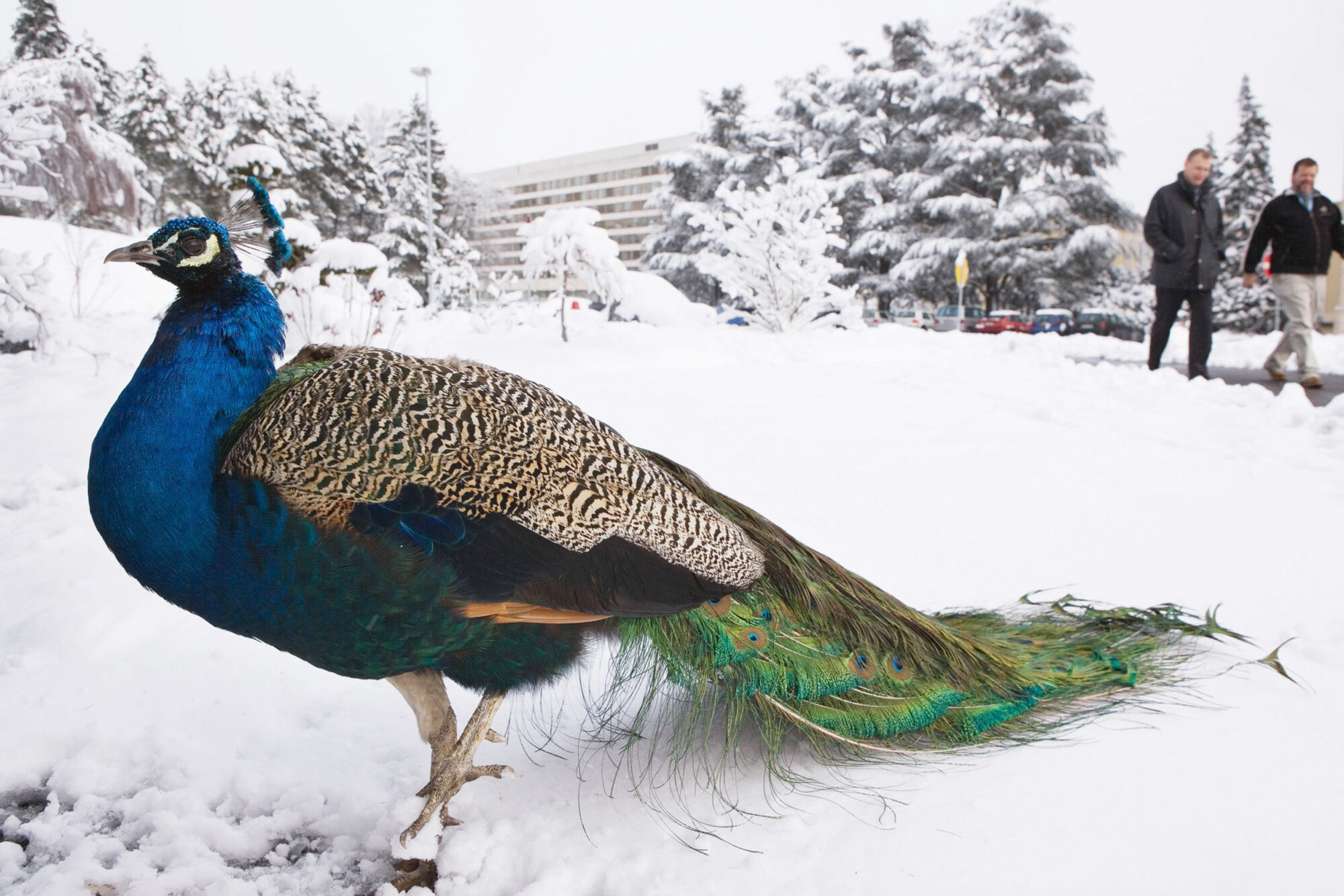 GENF, SCHWEIZ, 25. JANUAR 2007 - PALAIS DES NATION, UNO SITZ IN GENF. EIN  FREI LEBENDER PFAU  STEHT AM RANDE DES PARKES IM SCHNEE.

FOTO BY DANIEL AMMANN